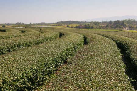 Tea plantation in farmの写真素材