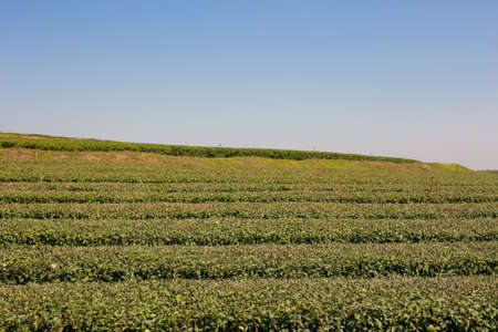 Tea plantation in farmの写真素材