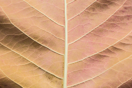 Abstract of Detail and texture from orange leave.の写真素材