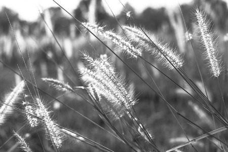 Shallow focus of soft wild grasses against a blue sky in golden field.の写真素材