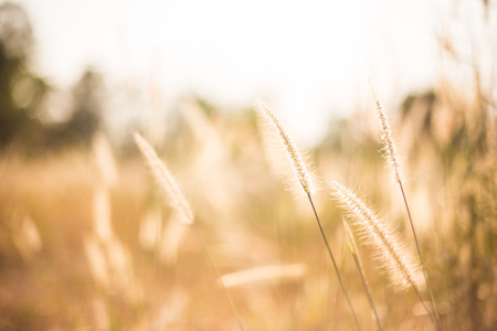 grass flower in the paddy field in morning sun rise, soft focus.の写真素材