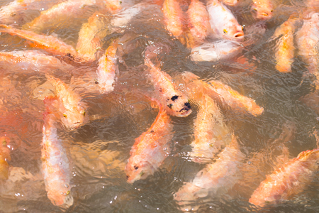 image of feeding nile tilapia in pond.の写真素材