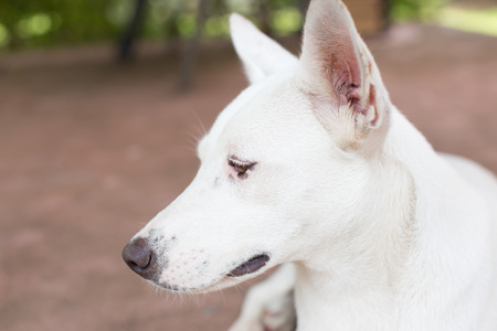 Close up of white dog (Thai dog).の写真素材