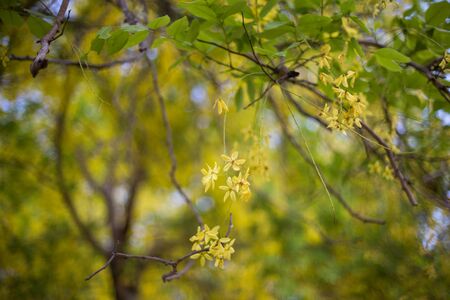 Golden shower flower, Cassia fistulaの素材 [FY31039772512]