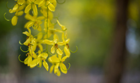 Golden shower flower, Cassia fistulaの写真素材