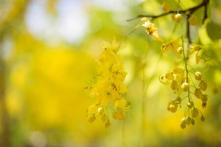 Golden shower flower, Cassia fistulaの写真素材