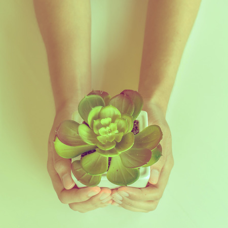 picks up a plant in a white container, vintage retro style.の写真素材