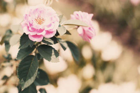 Vintage tone of roseの写真素材