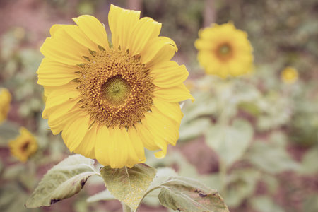 Sunflower, vintage retro style.の写真素材