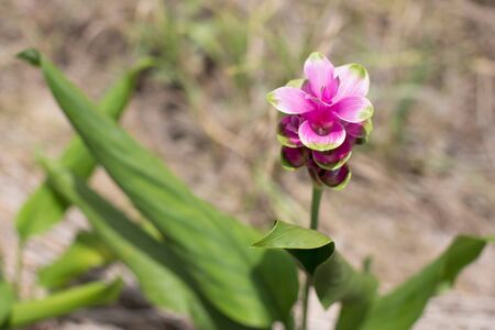 Soft focus curcuma alismatifolia or Siam tulip or Summer tulip in the garden nature Thailand vintage.の写真素材