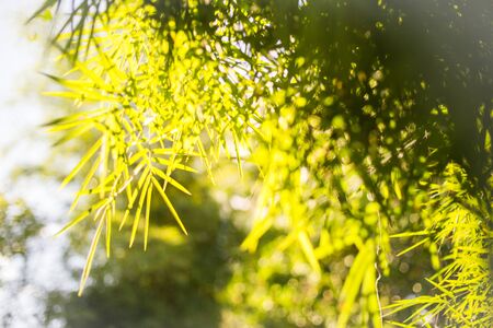 Vintage photo of autumn leaves.の写真素材