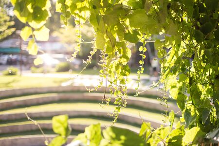Vintage photo of autumn leaves.の写真素材