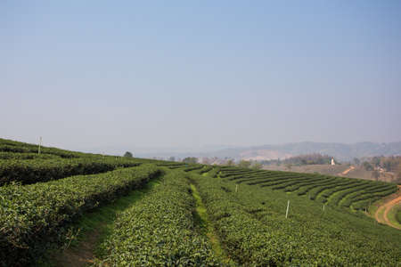 Tea Plantations field.の写真素材