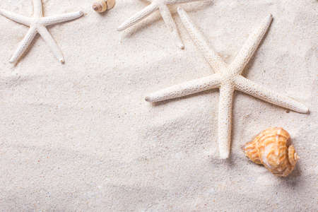 sea shells with sand as background and copyspace, summer conceptの写真素材