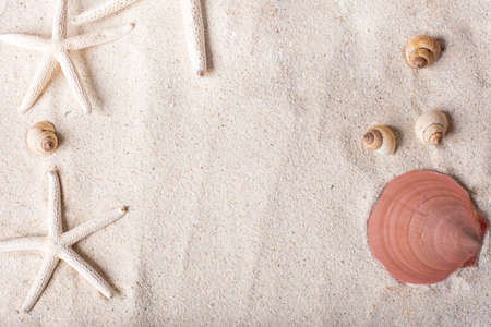 sea shells with sand as background and copyspace, summer conceptの写真素材