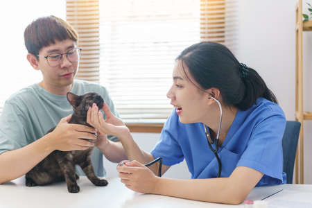 Pet care concept, Female veterinary use stethoscope to check health of the cat in vet clinic.の写真素材