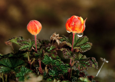 Cloudberries (Rubus chamaemorus) in tundra on Chukotka