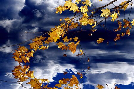 Autumn maple leaves above a water table with a cloudy backgroundの写真素材