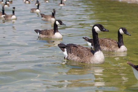 Group greylag goose geese lakeの写真素材