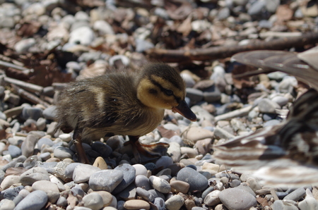 little chicks chick duck Babyの写真素材