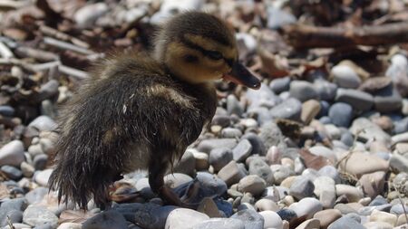little chicks duck Babyの写真素材