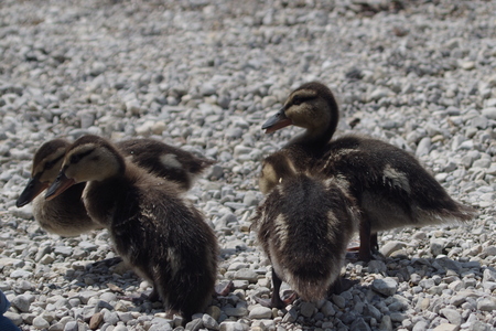 Duck Baby Duck Baby chicks four siblingsの写真素材