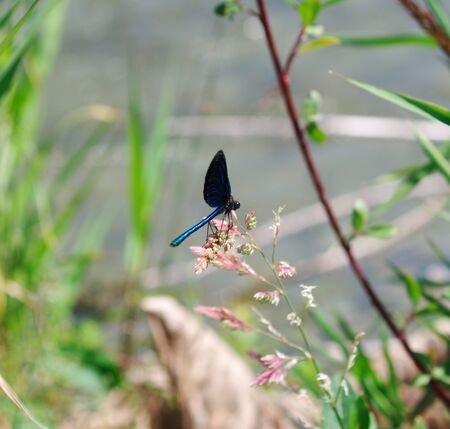 blue dragonfly demoiselleの写真素材