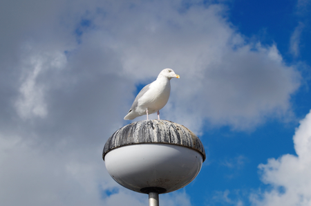 Seagull on a lamp in the port of Sassnitzの写真素材
