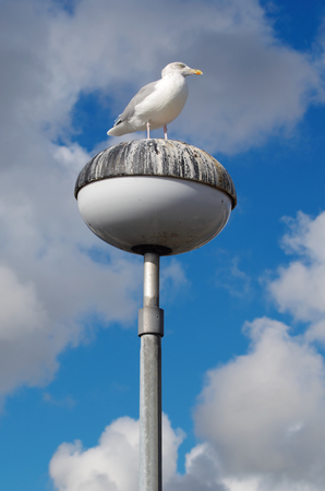 Seagull on a lamp in the port of Sassnitzの写真素材