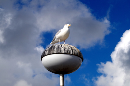 Seagull on a lamp in the port of Sassnitzの写真素材