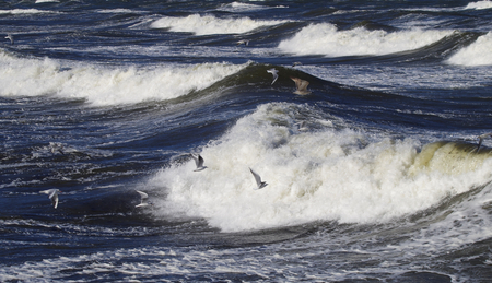 flying seagulls in the surfの写真素材