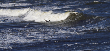 Panorama of flying seagulls in the surfの写真素材