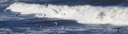 Panorama of flying seagulls in the surfの写真素材