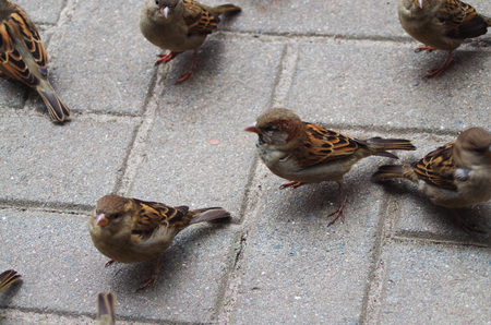 Sparrow beggingの写真素材