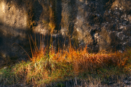 Grass in autumnal colors on rocksの写真素材