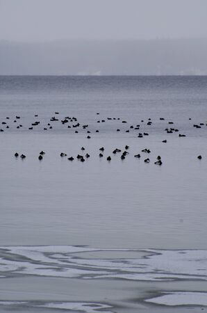 coots on Lake Starnberg in winterの写真素材