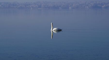 Swan at lake Starnberger lake in winterの写真素材