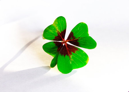 four-leaf clover on white ground