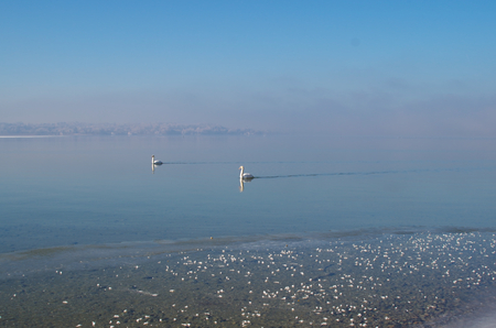 Two swans on Lake Starnberg in winterの写真素材