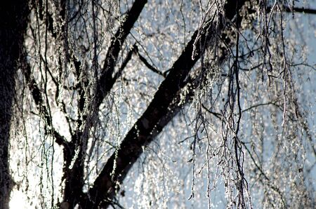 glittering ice crystals on a treeの写真素材