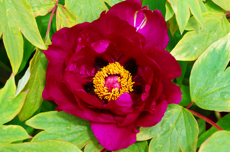 Close up of a violet peony with calyx, stamens, pestle and petalsの写真素材