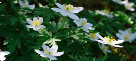 Anemones on the edge of the forest