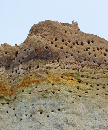 Burrows of a Tern colony on a steep coast of the Baltic Seaの写真素材
