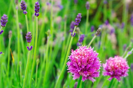 violet and pink flowersの写真素材