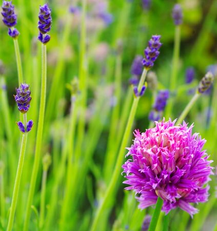 violet and pink flowersの写真素材