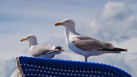 Western gulls on blue beach at Baltic seaの写真素材