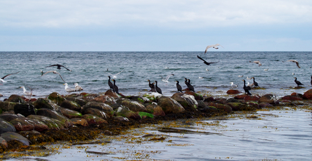 Cormorants on the Baltic Seaの写真素材