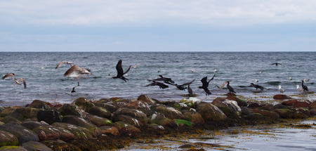 Flying cormorants on the Baltic Seaの写真素材