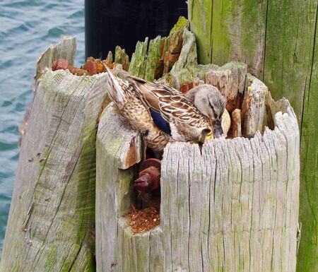 Nest of a duck with eggs and duckling in an old hollow trunk at the port of EckernfÃ¶rde on the Baltic Seaの写真素材