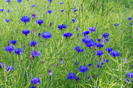 Meadow with cornflowersの写真素材